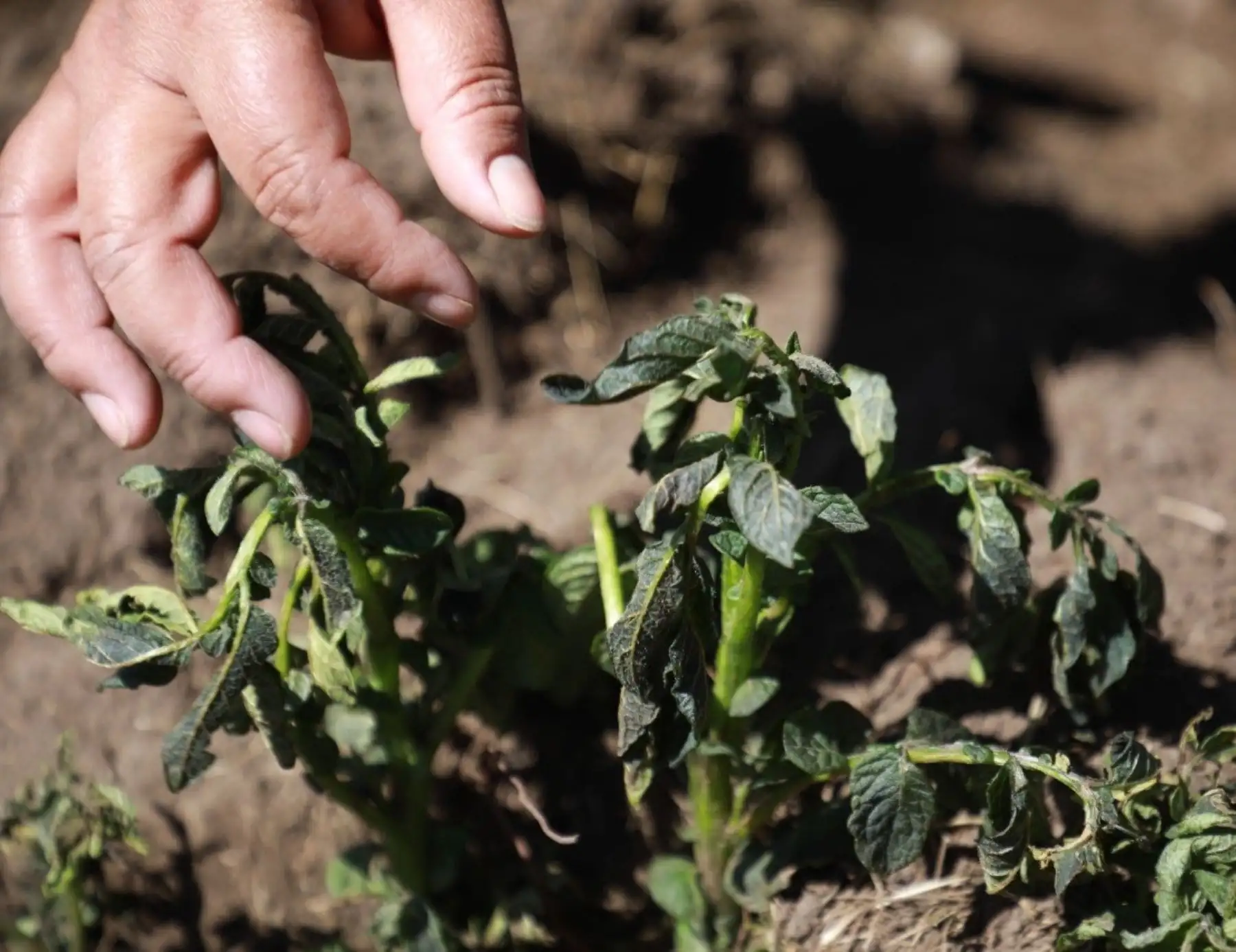 Gobierno Regional de Junín movilizó brigadas agrarias para recuperar los cultivos afectados por una inusual helada que se registró en el distrito de Pucará, provincia de Huancayo. Foto: Pedro Tinoco.