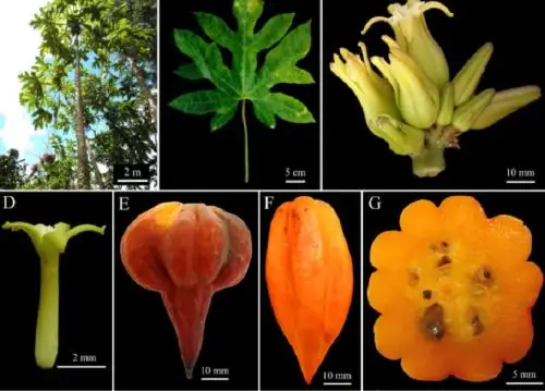 Cinco nuevas especies de “papaya andina” o “papaya de altura”, que crecen entre los 1,500 y 3,000 metros de altura en la sierra norte del Perú, han sido descubiertas por investigadores del Instituto de Investigación para el Desarrollo Sustentable de Ceja de Selva (INDES CES) de la Universidad Nacional Toribio Rodríguez de Mendoza (UNTRM) de Amazonas.