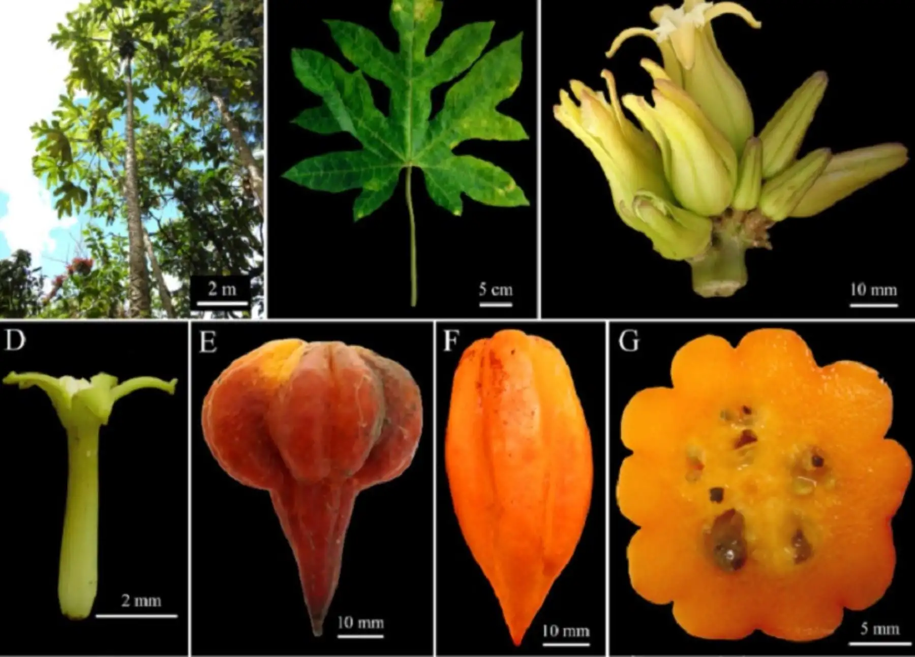 Cinco nuevas especies de “papaya andina” o “papaya de altura”, que crecen entre los 1,500 y 3,000 metros de altura en la sierra norte del Perú, han sido descubiertas por investigadores del Instituto de Investigación para el Desarrollo Sustentable de Ceja de Selva (INDES CES) de la Universidad Nacional Toribio Rodríguez de Mendoza (UNTRM) de Amazonas.