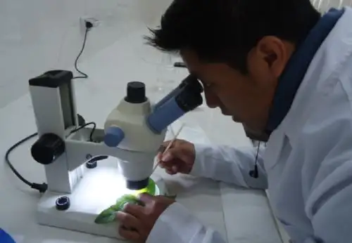 Investigadores de la Universidad Nacional Toribio Rodríguez de Mendoza de Amazonas descubrieron tres nuevas especies de hongos que controlan la monoliasis, una de las enfermedades que afecta al cultivo de cacao. ANDINA/Archivo