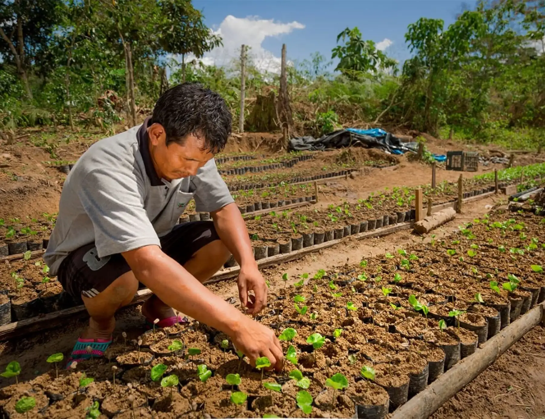 Devida anuncia que renovará la certificación orgánica de los productores de café y cacao orgánicos del Vraem para que puedan acceder a los mercados internacionales. ANDINA/Difusión
