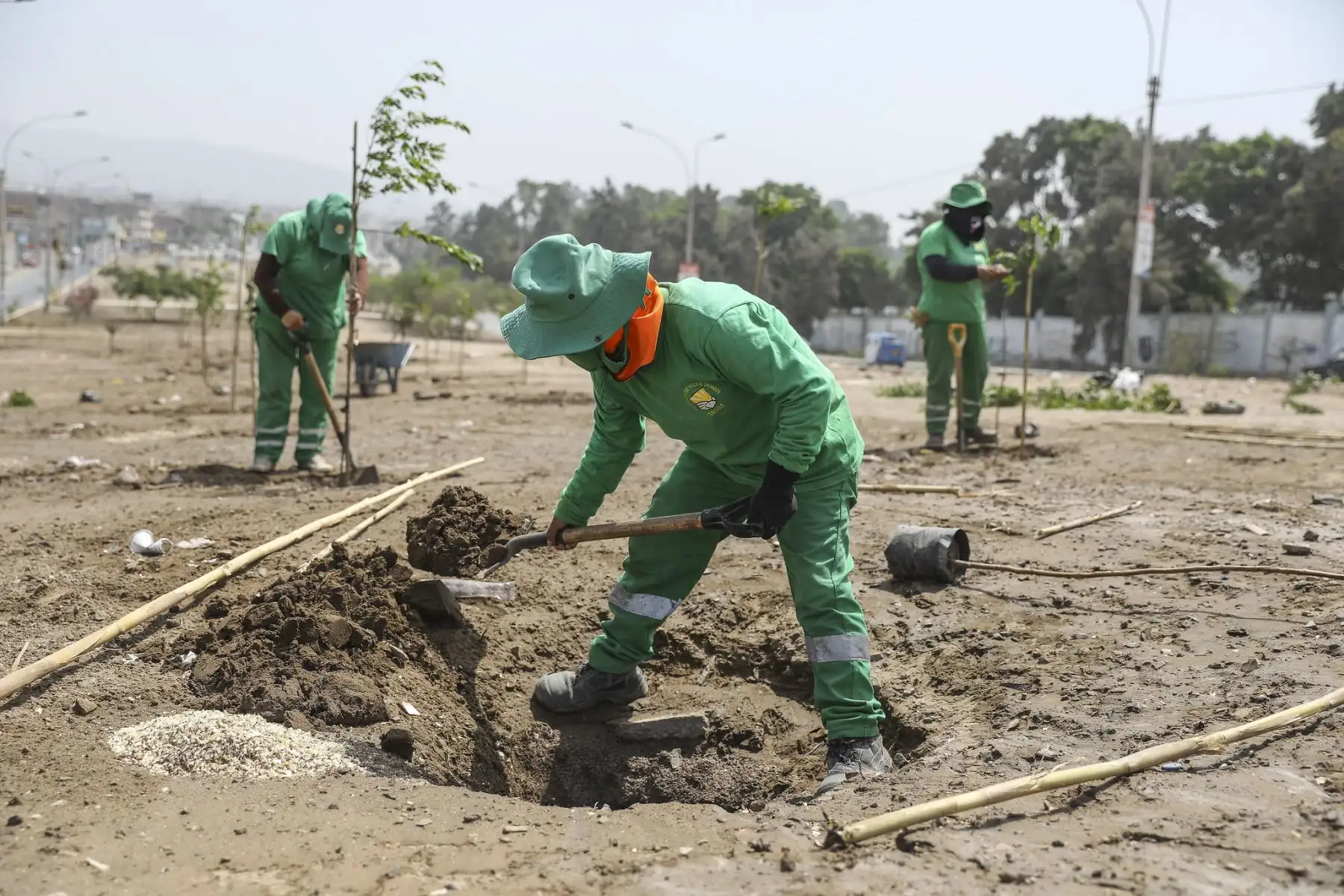 La Municipalidad de Lima, a través del SERPAR plantó 200 árboles en la avenida 200 Millas en Villa El Salvador gracias al programa Árboles para Lima. Foto: MML