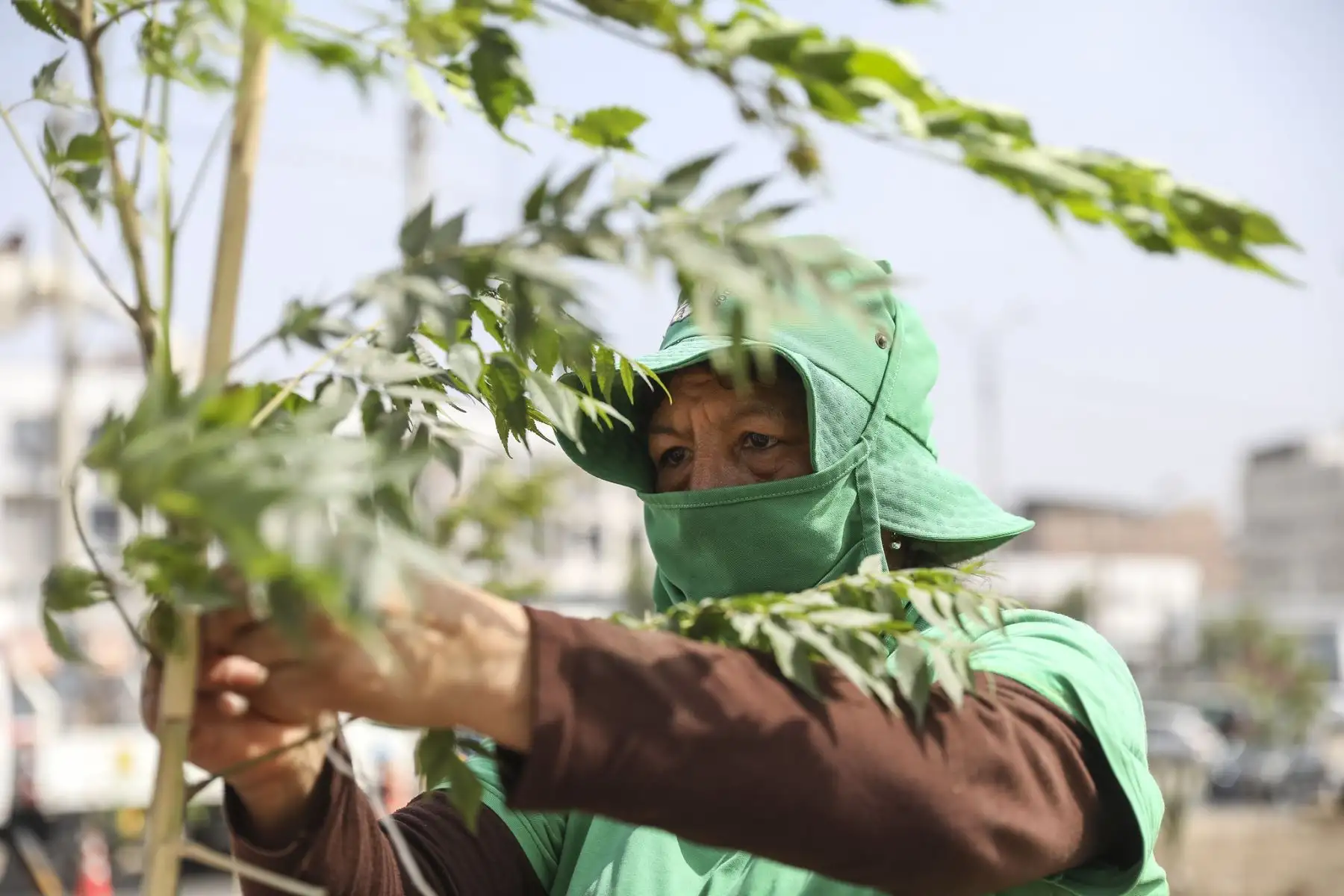 La Municipalidad de Lima, a través del SERPAR plantó 200 árboles en la avenida 200 Millas en Villa El Salvador gracias al programa Árboles para Lima. Foto: MML