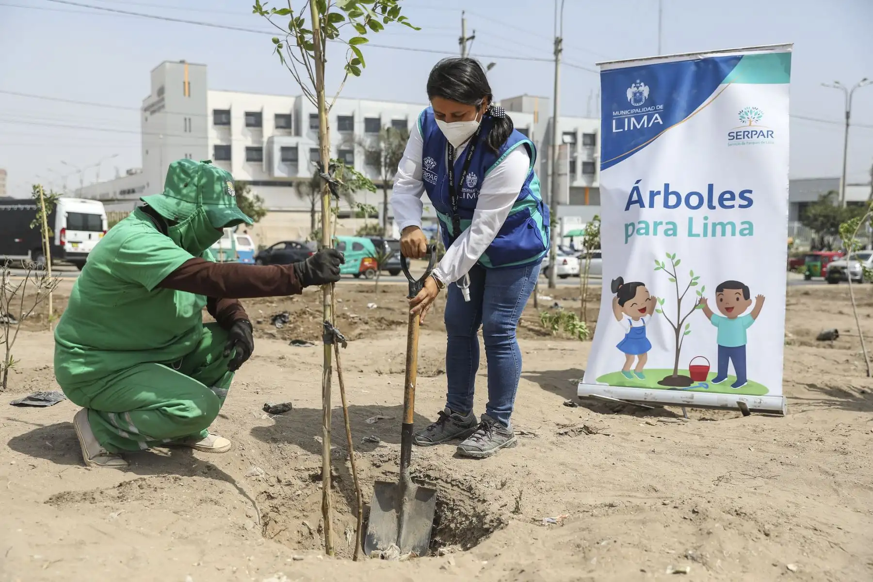 Municipalidad de Lima planta 200 árboles en la avenida 200 millas en Villa El Salvador. Foto: MML
