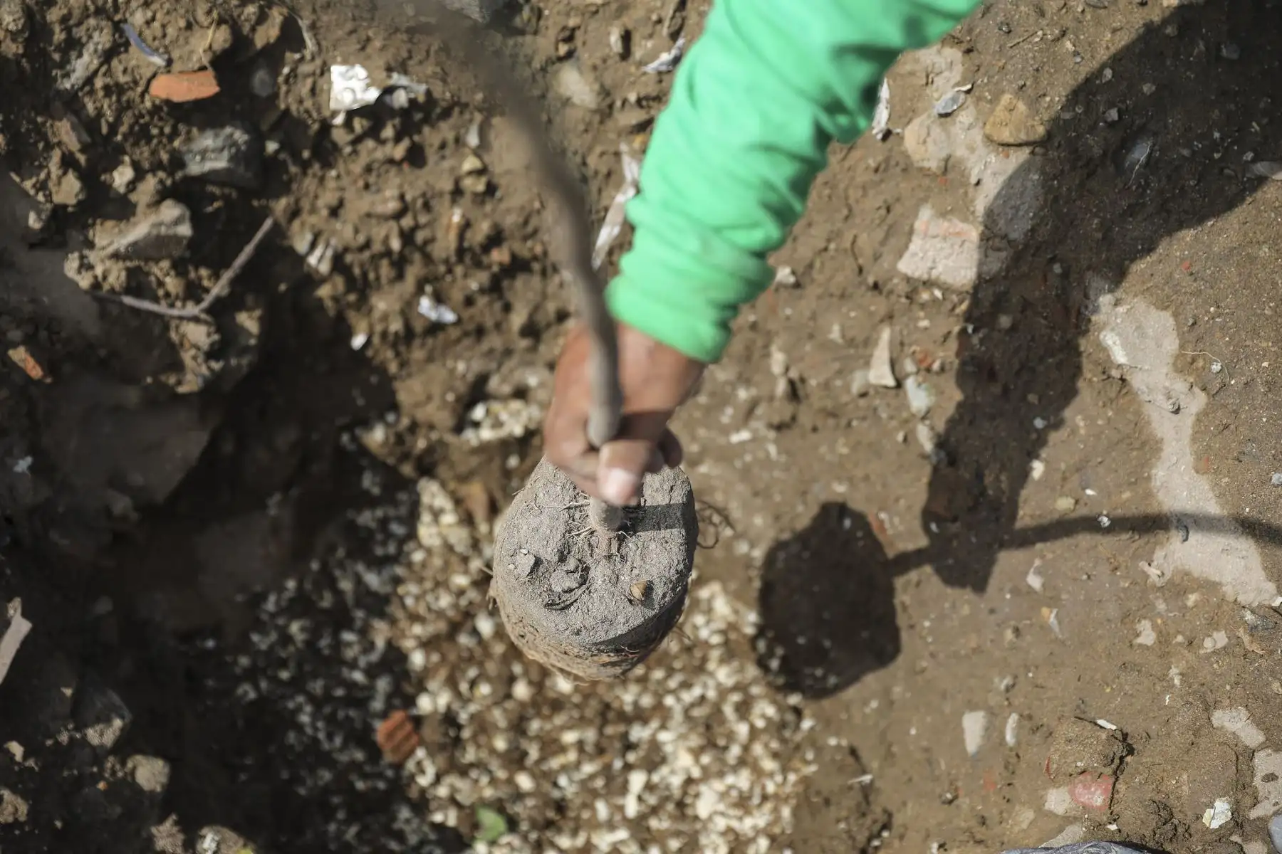 La Municipalidad de Lima, a través del SERPAR plantó 200 árboles en la avenida 200 Millas en Villa El Salvador gracias al programa Árboles para Lima. Foto: MML
