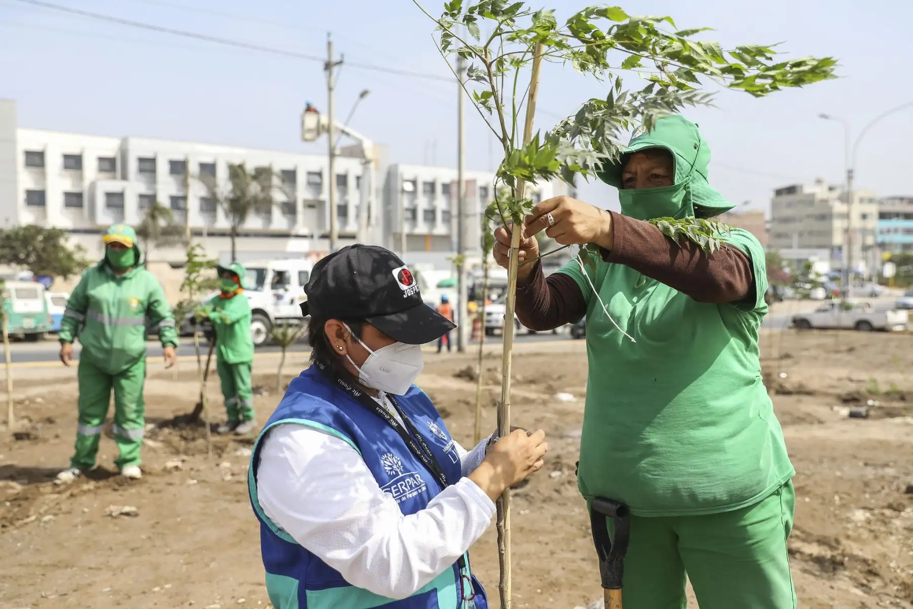 La Municipalidad de Lima, a través del SERPAR, plantó 200 árboles en la avenida 200 Millas en Villa El Salvador gracias al programa Árboles para Lima. Foto: MML