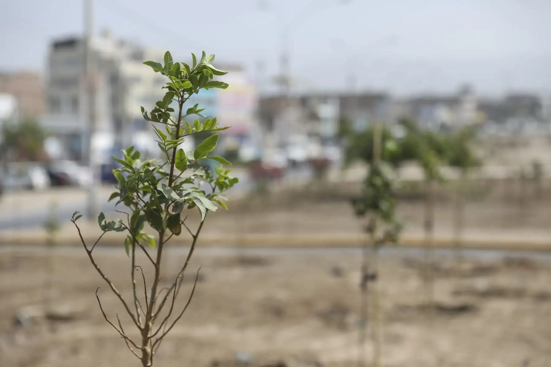 La Municipalidad de Lima, a través del SERPAR plantó 200 árboles en la avenida 200 Millas en Villa El Salvador gracias al programa Árboles para Lima. Foto: MML