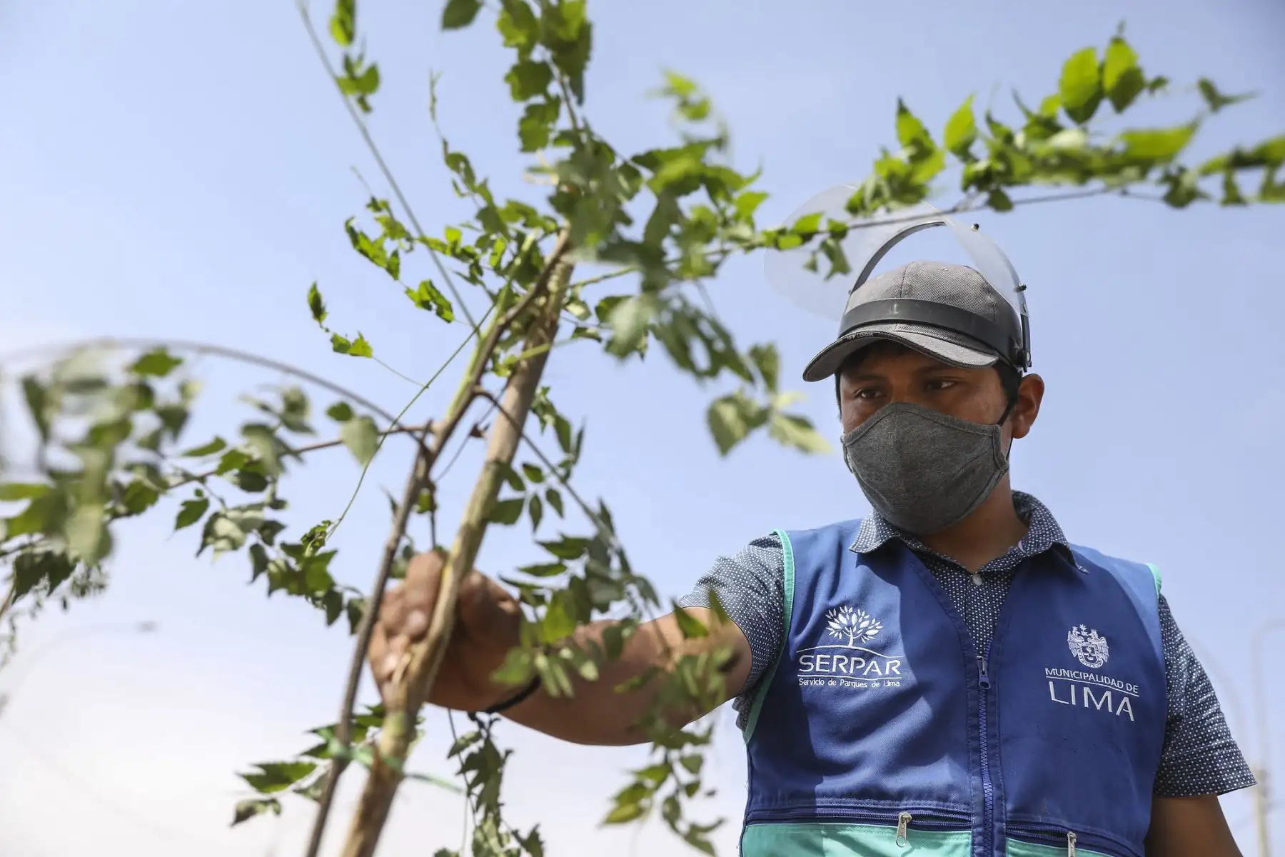 La Municipalidad de Lima, a través del SERPAR plantó 200 árboles en la avenida 200 Millas en Villa El Salvador gracias al programa Árboles para Lima. Foto: MML