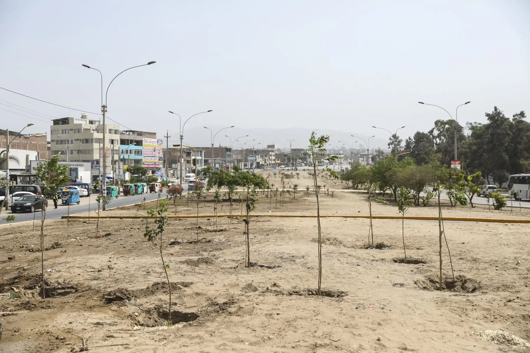 La Municipalidad de Lima, a través del SERPAR plantó 200 árboles en la avenida 200 Millas en Villa El Salvador gracias al programa Árboles para Lima. Foto: MML