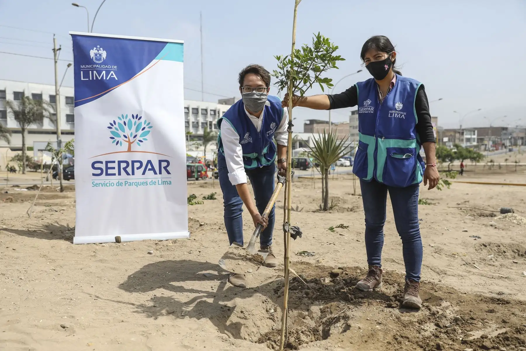 La Municipalidad de Lima, a través del SERPAR plantó 200 árboles en la avenida 200 Millas en Villa El Salvador gracias al programa Árboles para Lima. Foto: MML