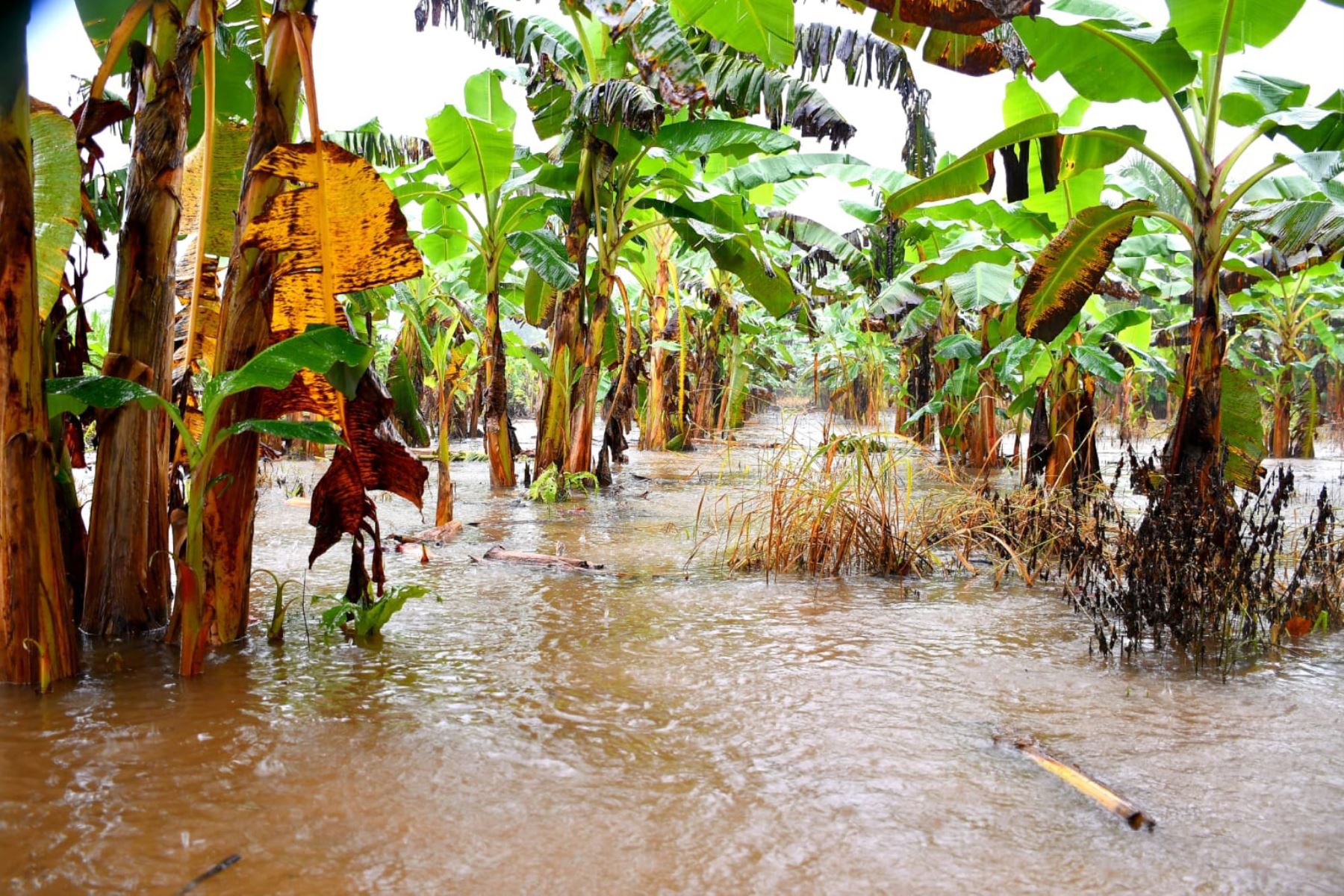 El desborde de los ríos Inambari, Tambopata y Madre de Dios ha ocasionado inundaciones. Foto: ANDINA/Goremad