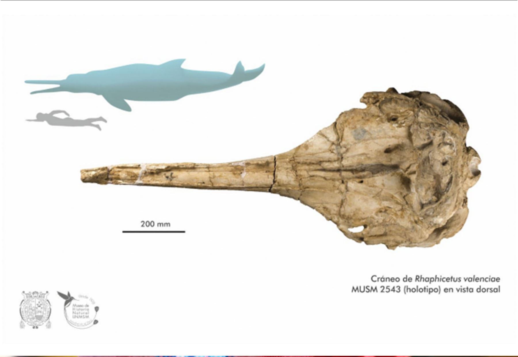 Fueron descubiertos y recogidos por Mario Urbina en Pisco y es uno de los cachalotes más antiguos (Foto: San Marcos)