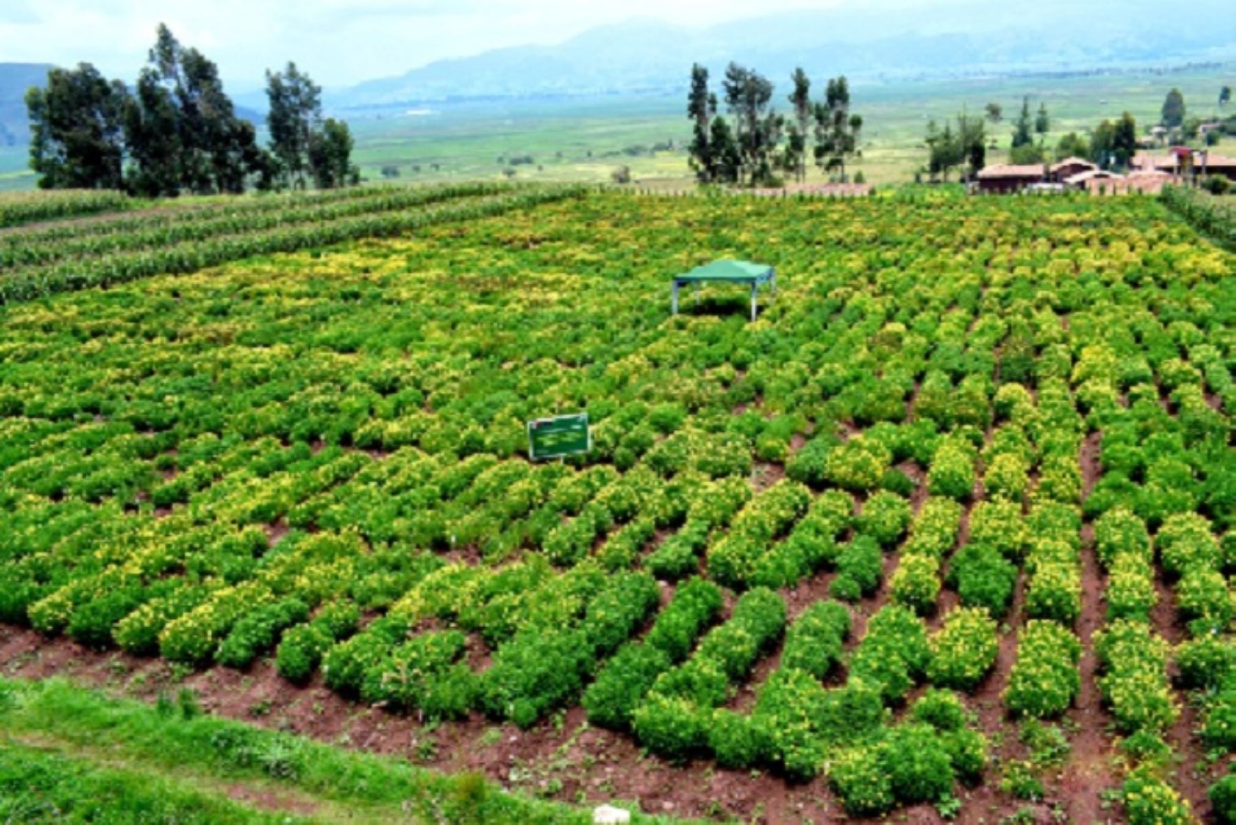 Campo agrícola en el interior del país. ANDINA/Difusión