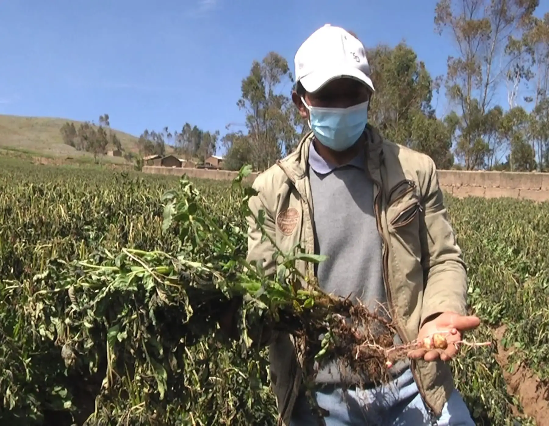Heladas causan daños en más de 800 hectáreas de cultivos de papa en distrito de Pazos, provincia de Tayacaja, en Huancavelica. ANDINA/Difusión