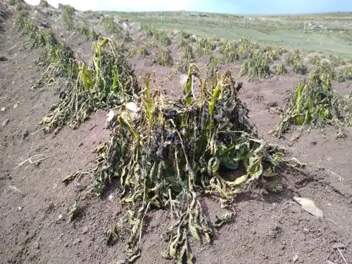 Las heladas afectaron de manera significativa a los medios de vida (agrícola y pecuaria) en Junín, principalmente en las provincias de Huancayo, Concepción, Jauja, Yauli, Chupaca, Junín y Tarma.ANDINA/Difusión