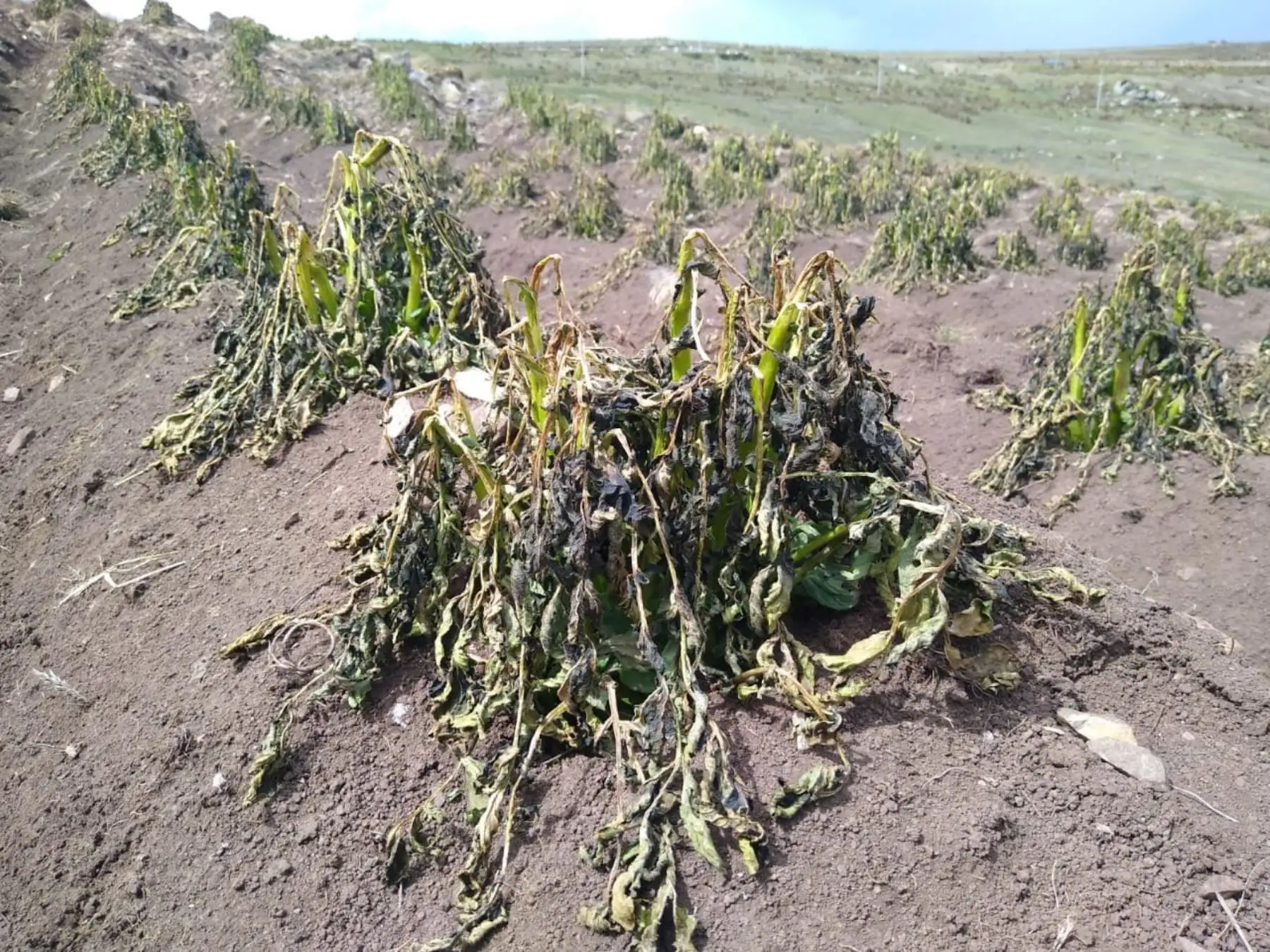 Las heladas afectaron de manera significativa a los medios de vida (agrícola y pecuaria) en Junín, principalmente en las provincias de Huancayo, Concepción, Jauja, Yauli, Chupaca, Junín y Tarma.ANDINA/Difusión