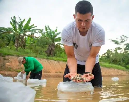 Devida desarrolla un proyecto de producción de peces amazónicos y trucha que beneficia a alrededor de 600 familias del Vraem. ANDINA/Difusión