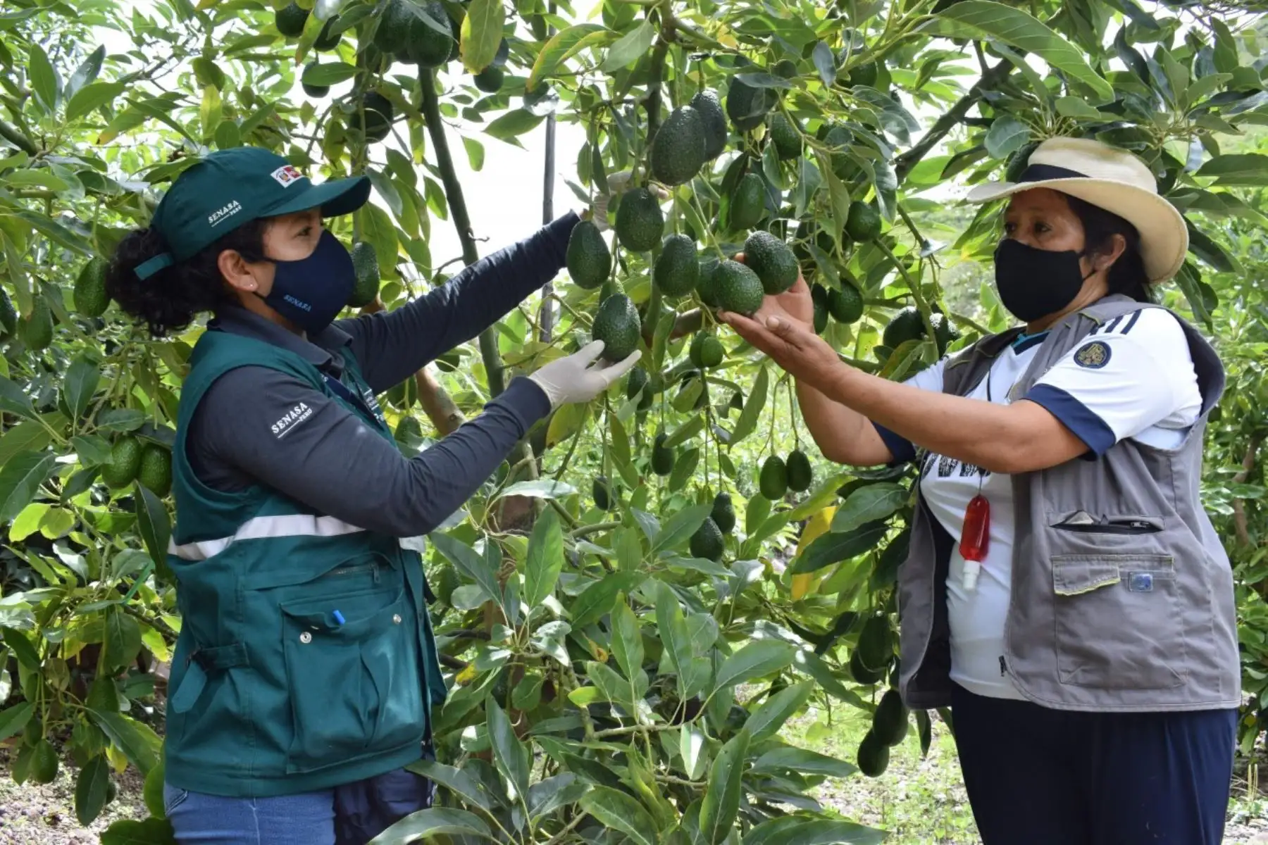 La palta, uno de los principales productos de agroexportación. Foto: ANDINA/difusión.