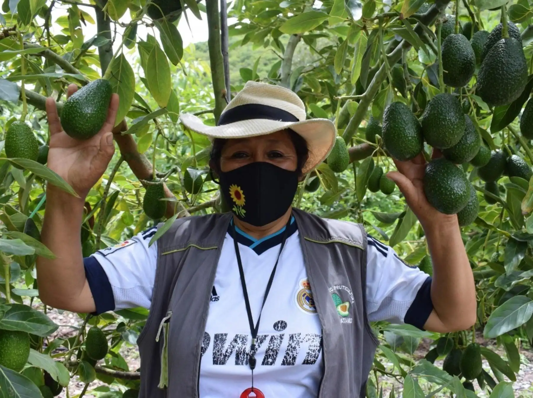 La palta se consolida como uno de los principales productos de agroexportación de Cusco. ANDINA/Difusión