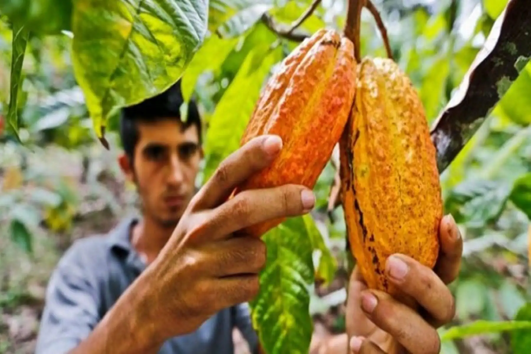 El Senasa informó que de los 118,061 agricultores que se dedican a la producción orgánica en el país, el 94 % pertenece a la agricultura familiar, que desarrolla su actividad agropecuaria cumpliendo con las normas orgánicas nacionales y exigencias internacionales, en sociedad con operadores grupales. Foto: ANDINA/difusión.