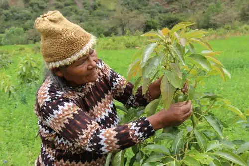 Esta iniciativa forma parte del manejo agronómico del campo y buscan mejorar la calidad de vida del agricultor.