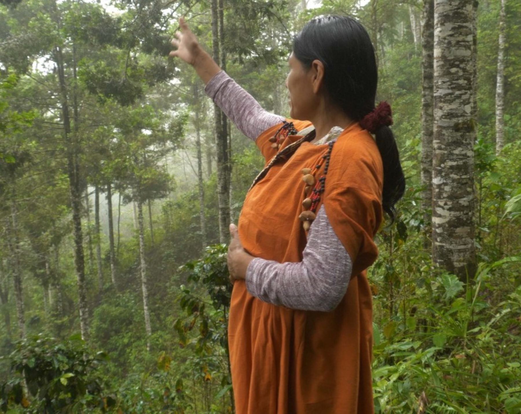 La población amazónica de los departamentos de Cusco, Huánuco, Junín, Madre de Dios, Pasco y Ucayali serán las más afectadas en Perú por la crisis climática al 2050, revela un estudio realizado por el Programa de las Naciones Unidas para el Desarrollo y el Servicio Nacional de Áreas Naturales Protegidas por el Estado. ANDINA/Difusión