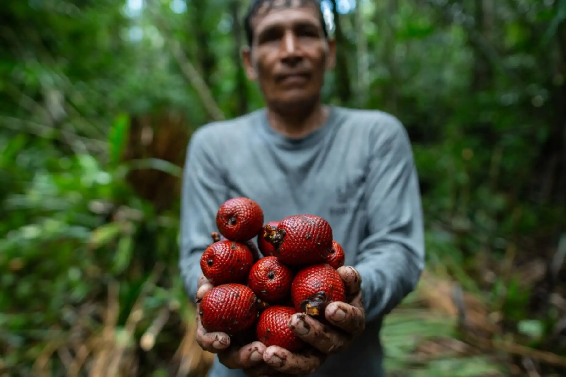 Uno de los exitosos bionegocios en el Abanico del Pastaza consiste en el aprovechamiento y manejo sostenible de los aguajales. Actualmente, hay 229.5 hectáreas bajo manejo en la provincia del Datem del Marañón de la región Loreto. Foto: Profonanpe