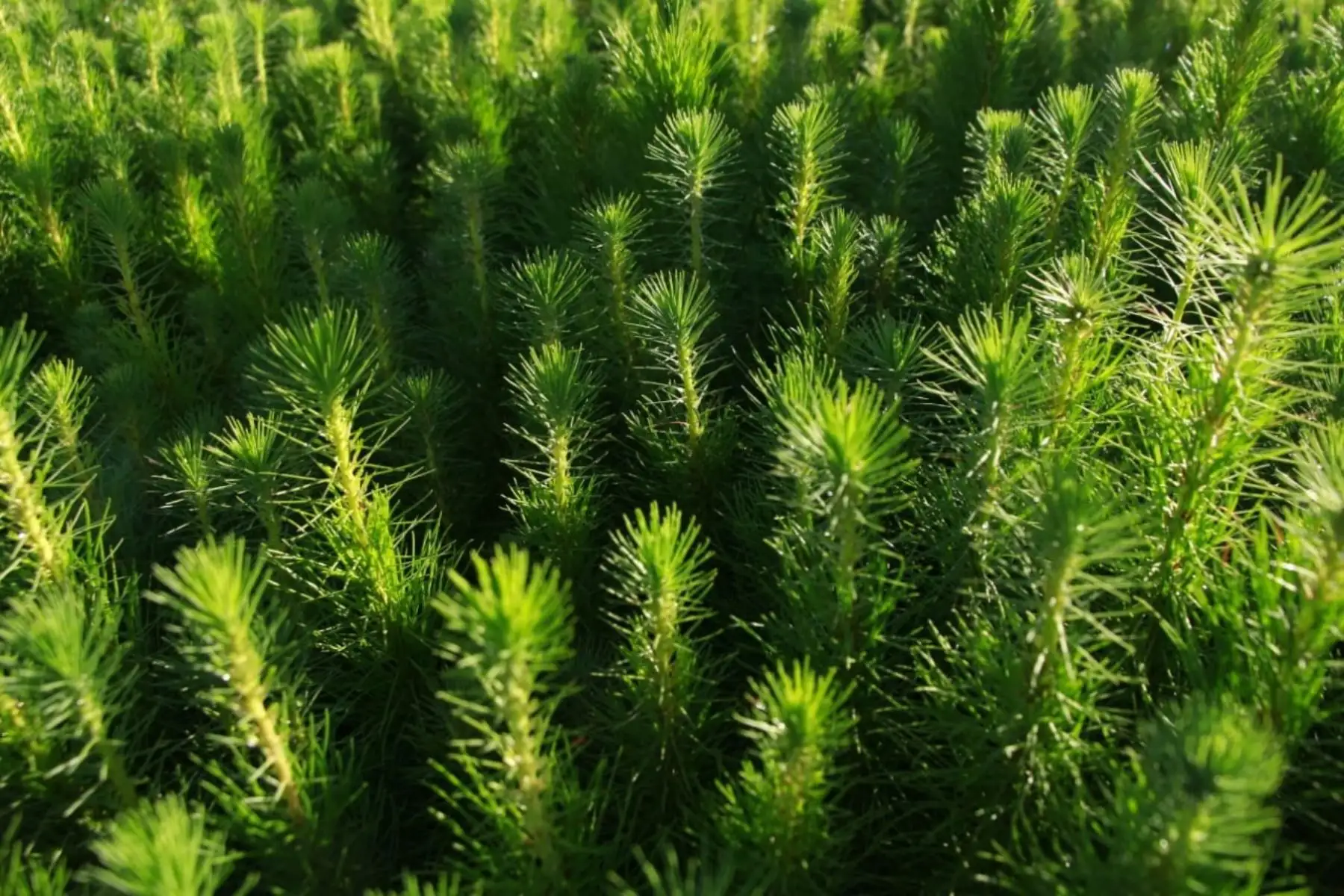 La campaña forestal busca recuperar y proteger 450 hectáreas de suelo, que luego producirán madera, hongos comestibles, tintes, entre otros. Foto: ANDINA/Difusión