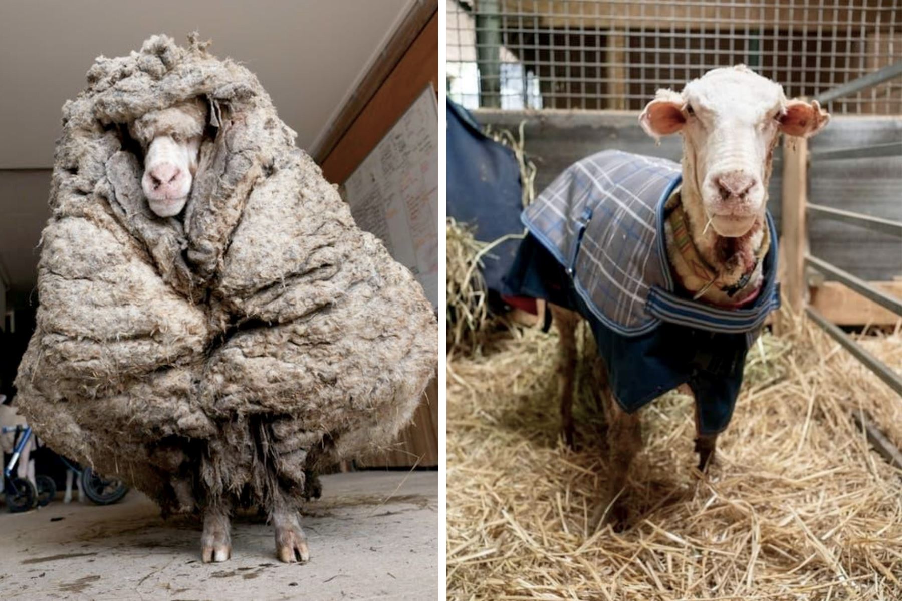 Para su bienestar, las ovejas deben ser esquiladas al menos una vez al año, de lo contrario, les resulta difícil sobrevivir, especialmente en Australia, donde los veranos son extremadamente calientes y secos. Foto: Facebook
