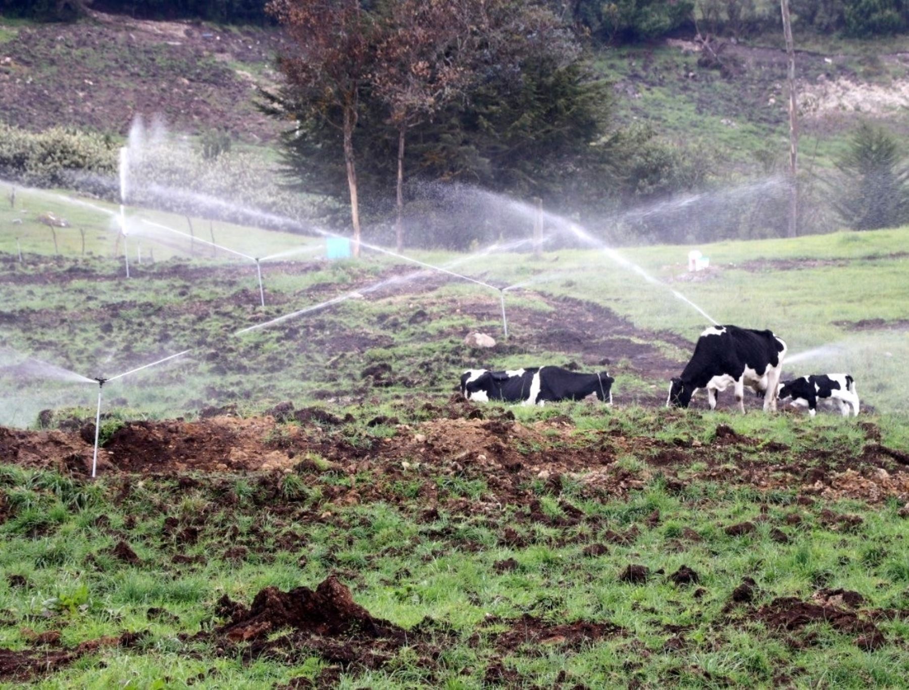 Cajamarca y el Programa Subsectorial de Irrigaciones invierten S/ 2 millones en la instalación de un sistema de riego para pastos y forrajes que mejorará la producción lechera de la provincia de San Miguel. Foto: ANDINA/difusión.