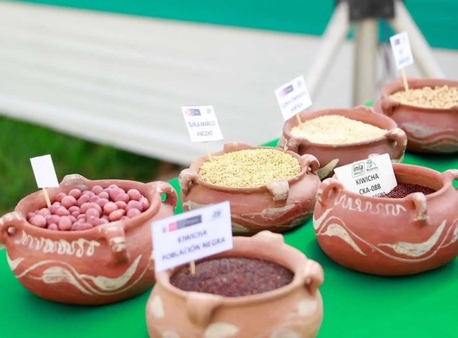 Ministerio de Desarrollo Agrario y Riego presentó en Ayacucho las nuevas variedades de quinua y kiwicha y destacó que estos cereales andinos ayudan a fortalecer el sistema inmune. ANDINA/Difusión