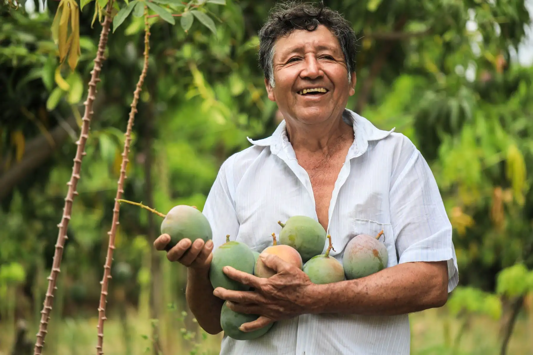 Productor de mango. Cortesía Midagri.