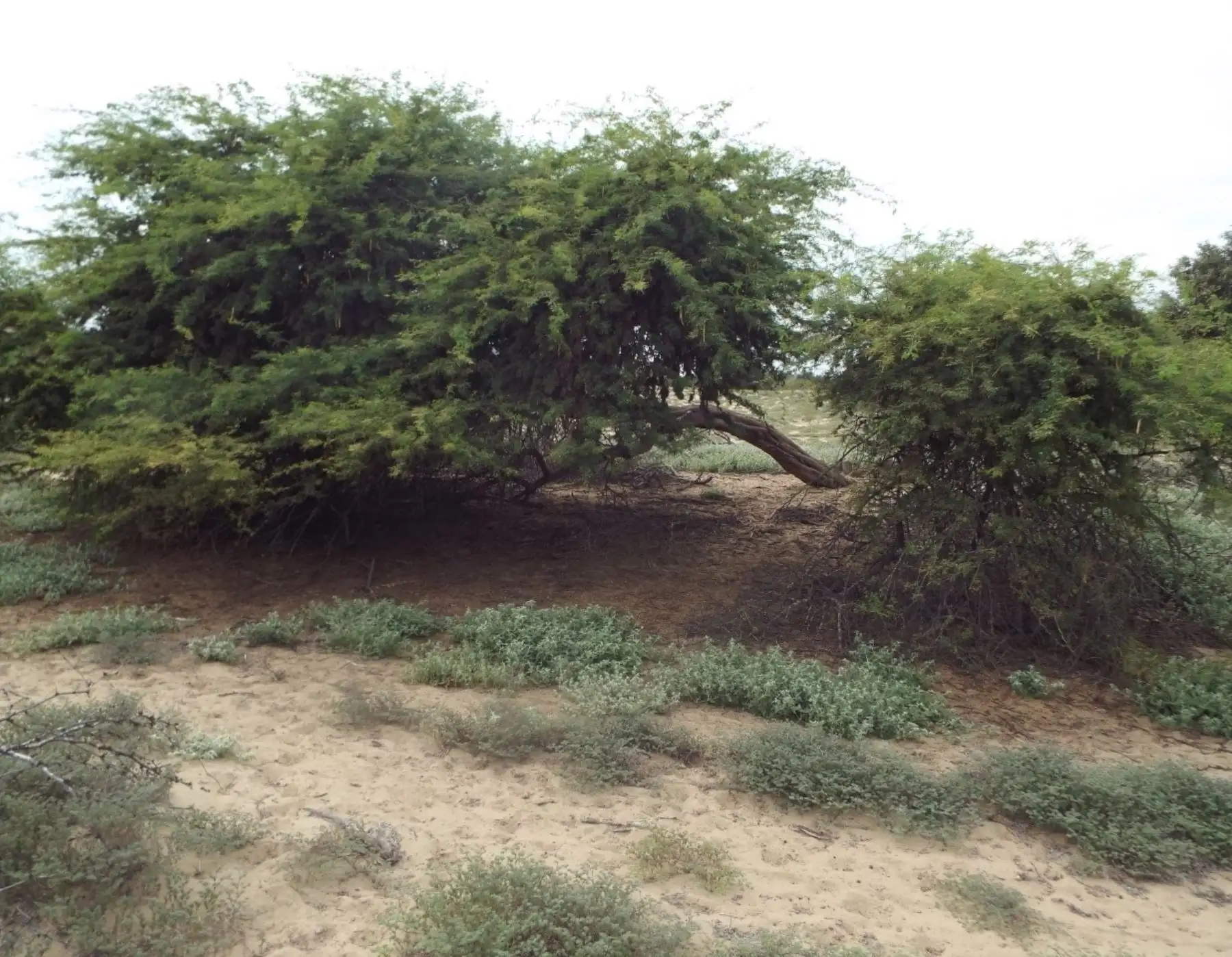 El Serfor desarrolla en Tumbes una investigación del emblemático árbol de algarrobo para ayudar a la conservación de esta especie. ANDINA/Difusión