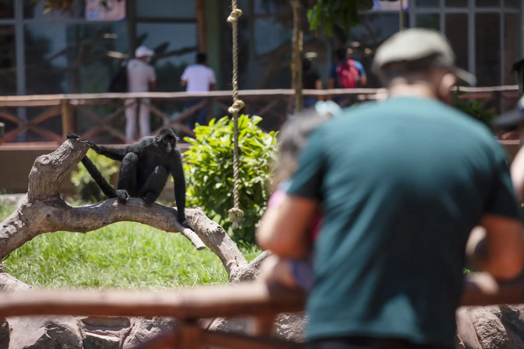 El Parque de las Leyendas vuelve a abrir sus puertas este 1 de marzo. El recinto funcionará con un aforo al 30% y la atención será de lunes a sábado, de 9 a.m. a 5 p.m. Se contará con todos los protocolos de bioseguridad. 
Foto: Municipalidad de Lima