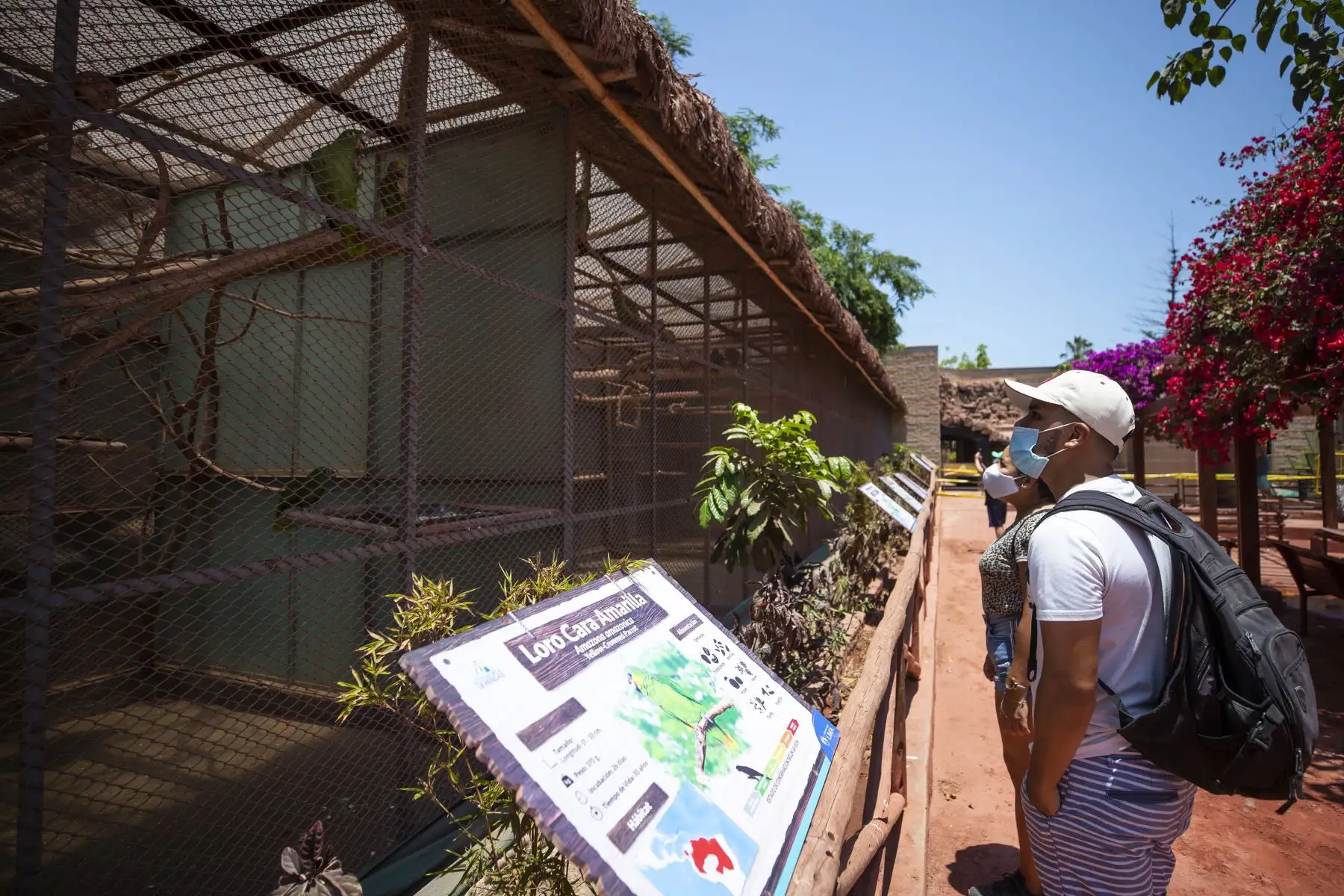 El Parque de las Leyendas vuelve a abrir sus puertas este 1 de marzo. El recinto funcionará con un aforo al 30% y la atención será de lunes a sábado, de 9 a.m. a 5 p.m. Se contará con todos los protocolos de bioseguridad. 
Foto: Municipalidad de Lima