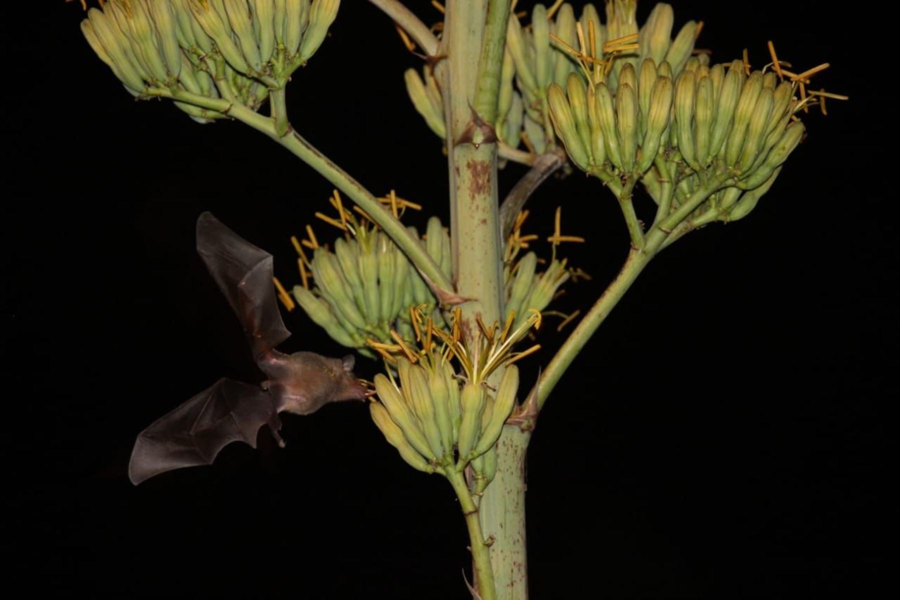 Los murciélagos nectarívoros salen en busca de insectos y del néctar de las flores, y cumplen importantes funciones en los ecosistemas. Foto: ANDINA/Municipalidad de Miraflores