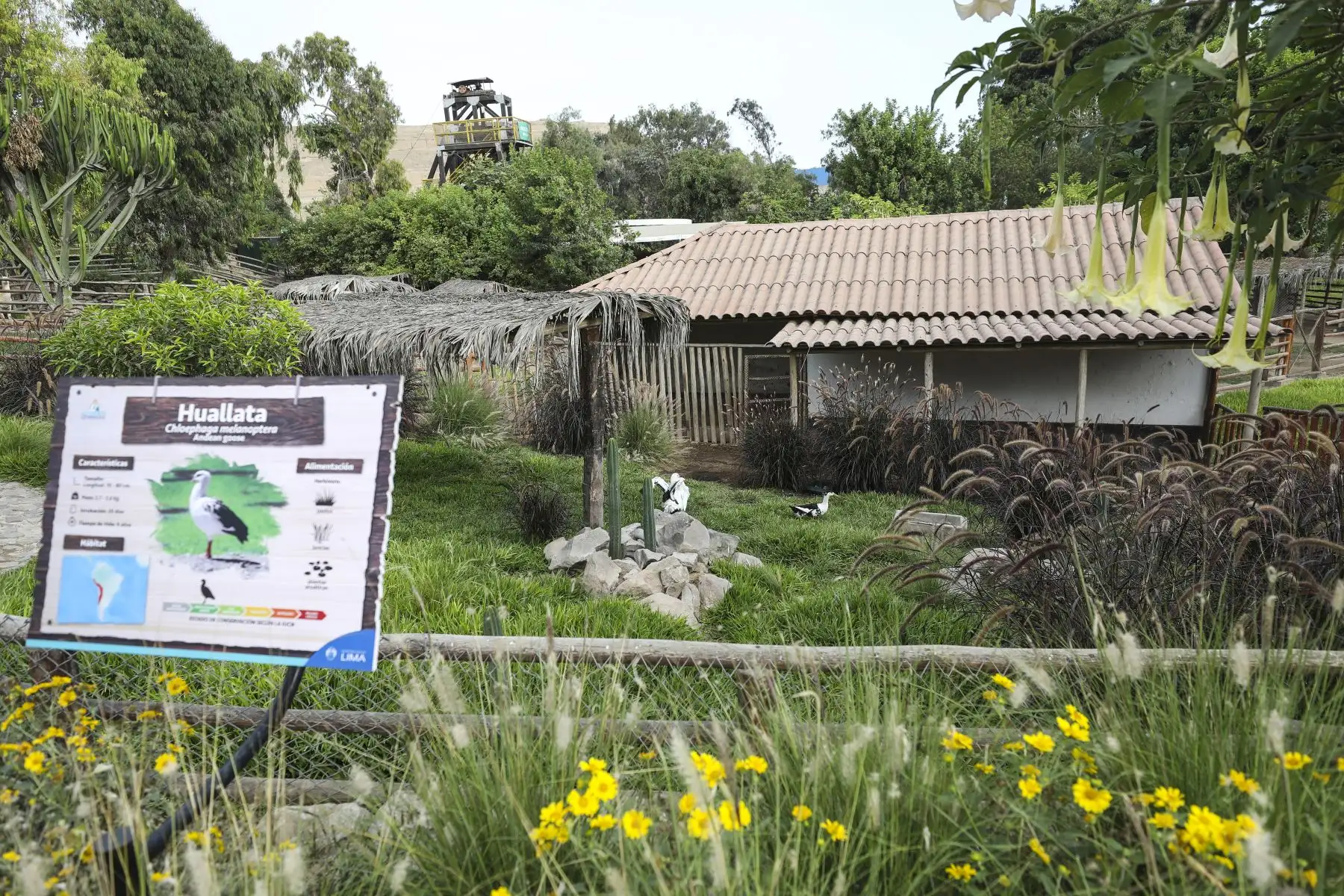 Parque de las Leyendas de Lima reabrió sus instalaciones con un aforo de hasta el 30% de su capacidad tras el levantamiento de la cuarentena. Foto: ANDINA/Municipalidad de Lima