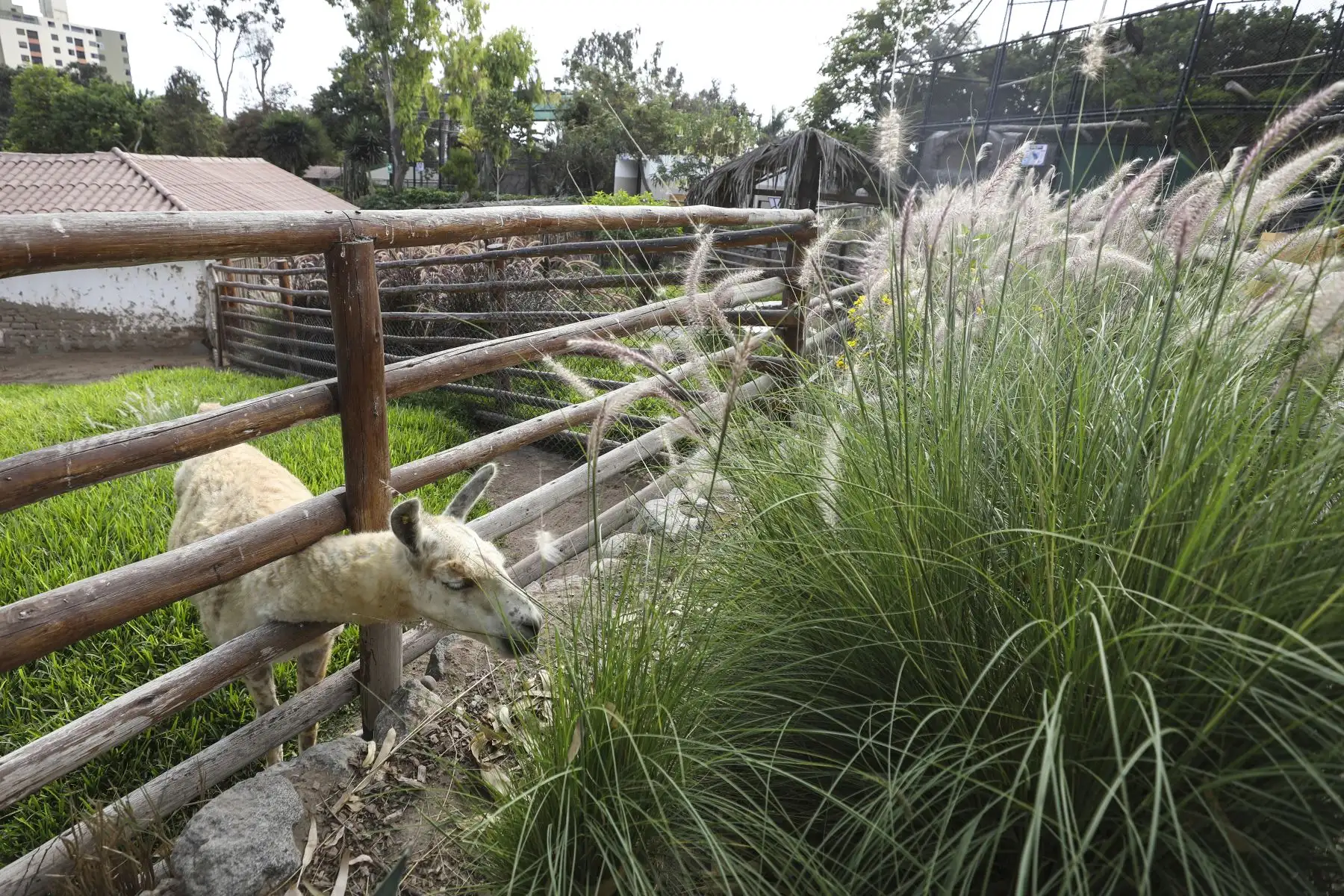Parque de las Leyendas de Lima reabrió sus instalaciones con un aforo de hasta el 30% de su capacidad tras el levantamiento de la cuarentena. Foto: ANDINA/Municipalidad de Lima