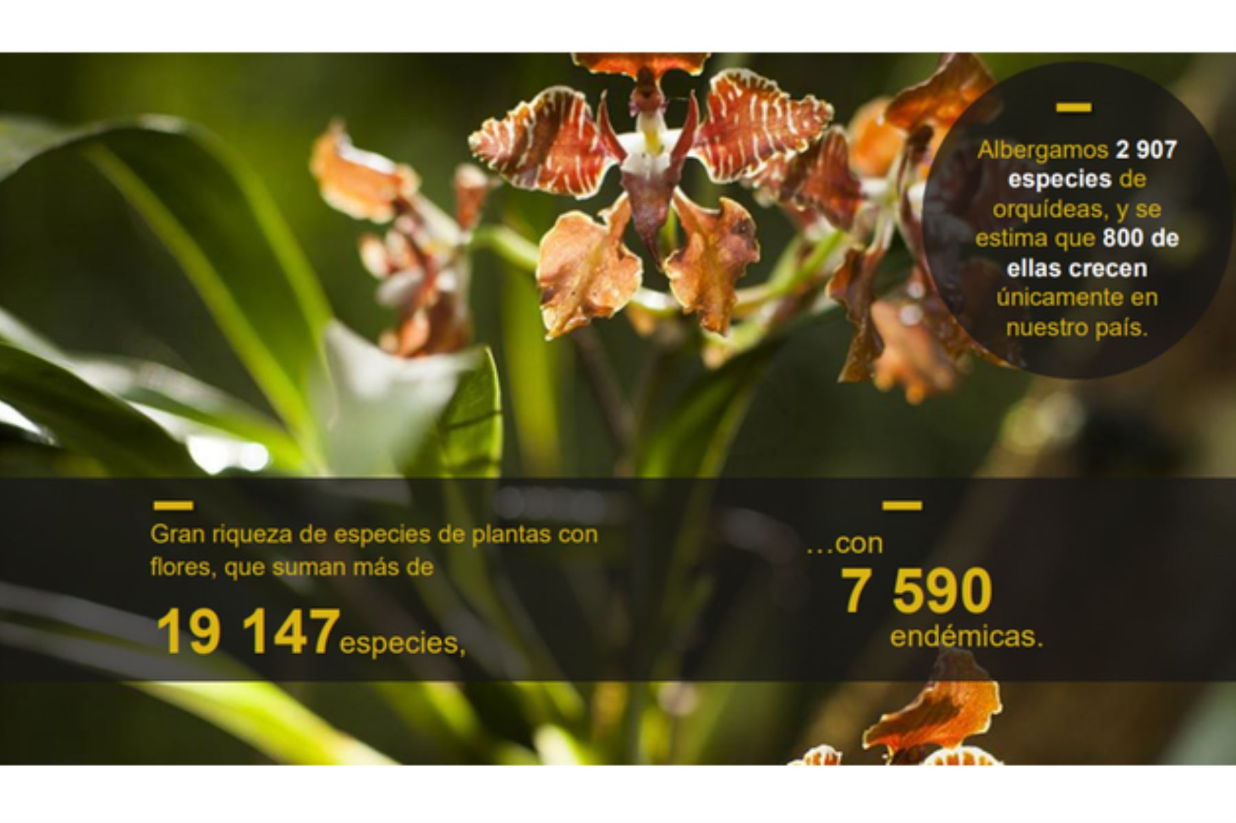 El Perú alberga 2,907 especies de orquídeas, y se estima que 800 de ellas crecen únicamente en el país. Foto: ANDINA/Minam