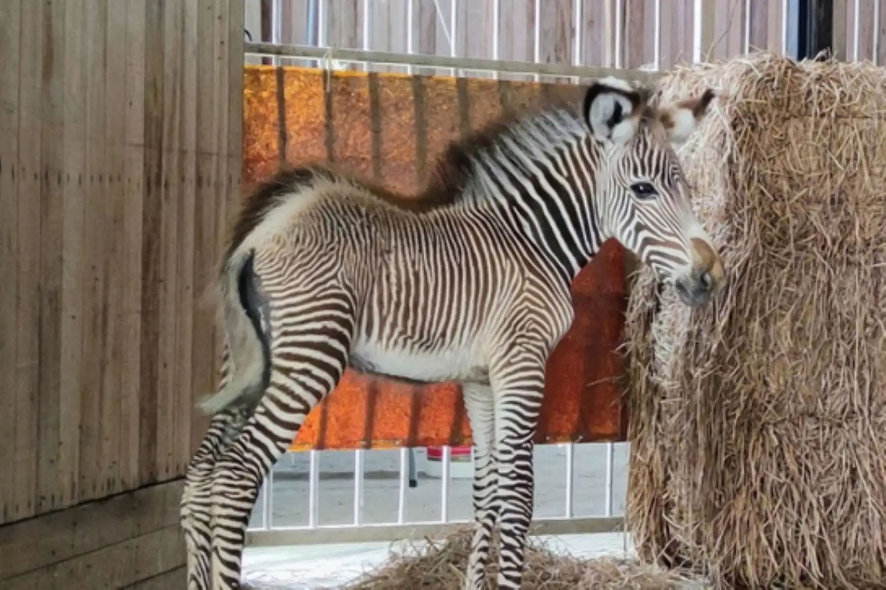 Grevy es de color marrón con rayas blancas, que cambiarán a medida que llegue a la adultez. Esta especie es nativa del continente africano. Foto: ANDINA/Parque de Las Leyendas