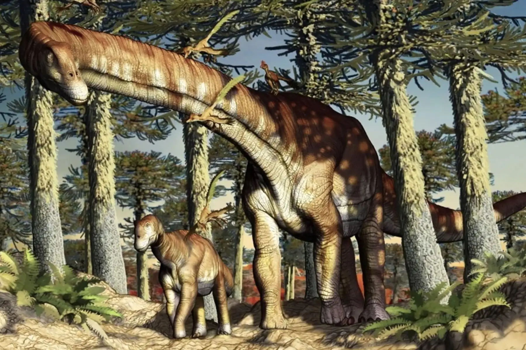 Los titanosaurios fueron un grupo de saurópodos (dinosaurios de cuatro patas, cuello y colas largas) “extremadamente exitosos en todo el mundo” y los registros científicos los ubican en todos los continentes, incluso en la Antártida. Foto: Fundación Azara