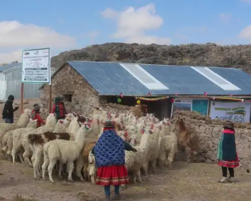 Agro Rural construye en Huancavelica 275 cobertizos para proteger al ganado ante la próxima temporada de bajas temperaturas y heladas. Foto: ANDINA/difusión.
