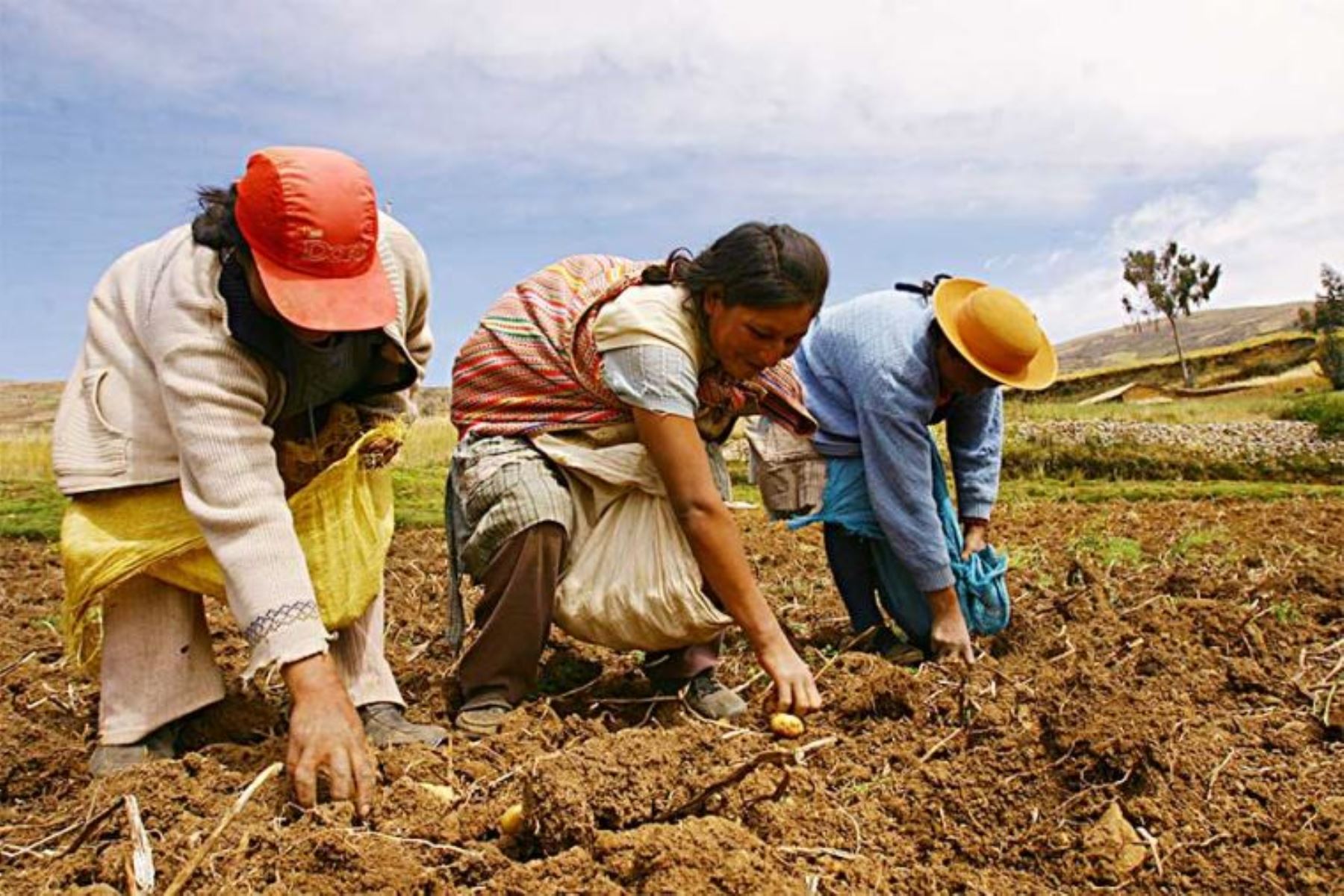 La Política Nacional Agraria del Perú considera a la agricultura familiar como como eje y base de todo su sistema agroalimentario. ANDINA/Difusión
