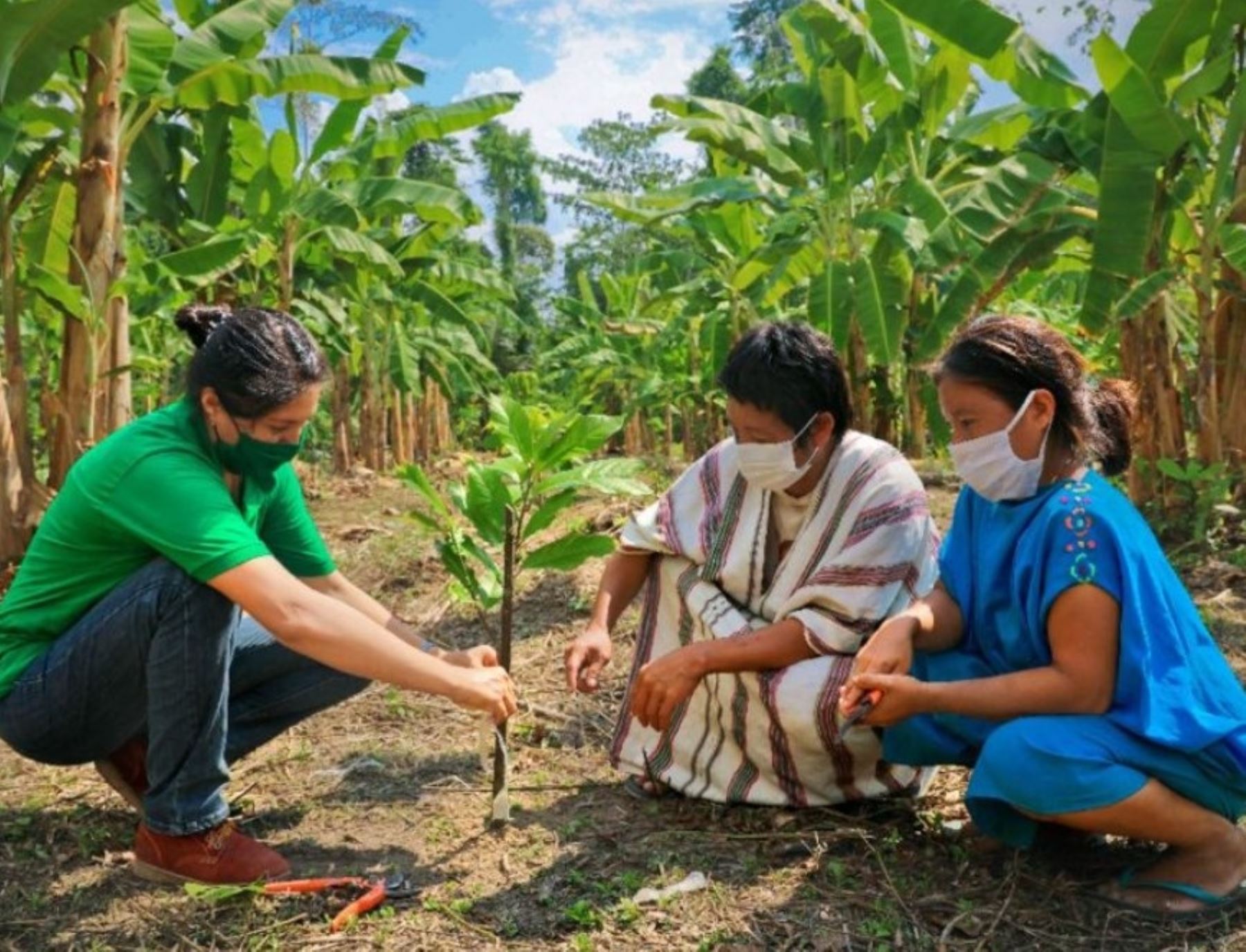 Cerca de 2,500 pobladores de más de un centenar de comunidades indígenas ubicadas en el ámbito del Vraem se benefician con los proyectos de cacao, café y peces amazónicos que ejecuta y financia Devida. ANDINA/Difusión
