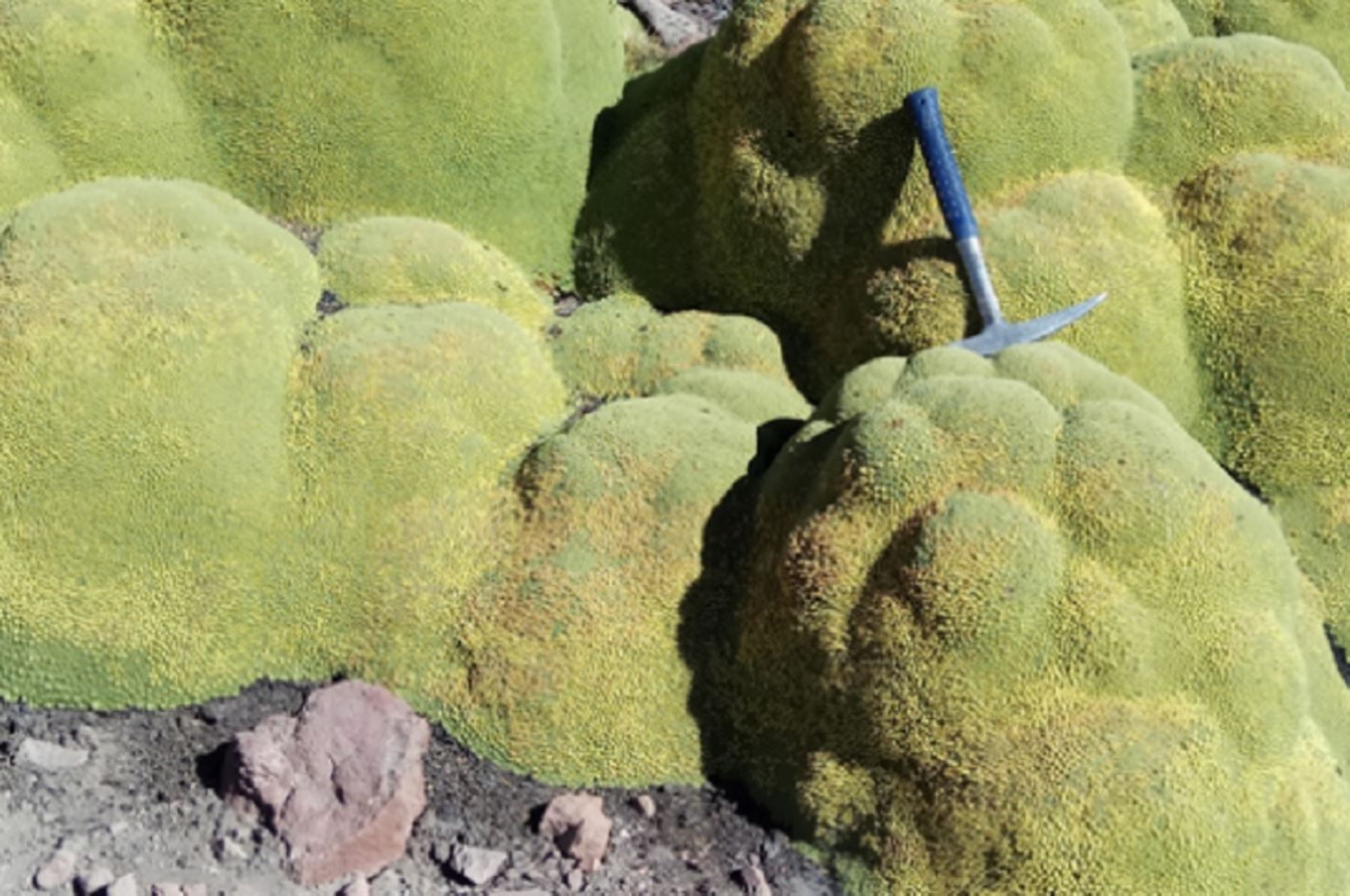 Localmente conocida como “yareta”, la Azorella compacta es una planta en forma de almohadillas que crece en zonas altas, de 3,800 a 5,200 metros de altitud, y frías de los Andes, donde difícilmente crecen otras plantas. Una investigación del Ingemmet revela que este vegetal tiene un gran potencial para determinar la historia de las erupciones volcánicas en el Perú. Foto: Ingemmet.