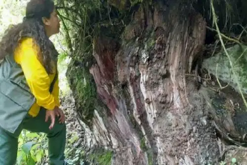 Entre las ANP que cuentan con más número de mujeres guardaparques están: el Santuario Histórico de Machupicchu con 18, la Reserva Nacional Pacaya Samiria con 14; la Reserva Nacional Sistema de Islas, Islotes y Puntas Guaneras con 12, el Parque Nacional Huascarán con 11 y la Reserva Nacional de Paracas también con 11.