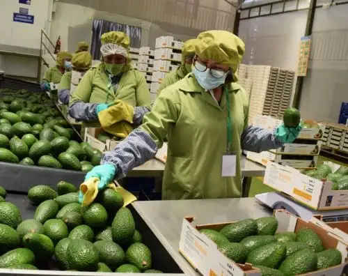 Cusco avanza en exportación de palta hass y envía 42 toneladas a Suiza. Por primera vez cargamento es empacado en la misma zona de producción y ya no es necesario trasladarlo a Ica para este proceso.  ANDINA/Difusión
