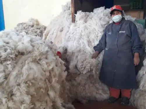 El programa Sierra y Selva Exportadora del Midagri impulsa el sector alpaquero de Puno y busca dar un mayor valor agregado al producto con la inclusión del proceso de clasificación de la fibra de alpaca. ANDINA/Difusión