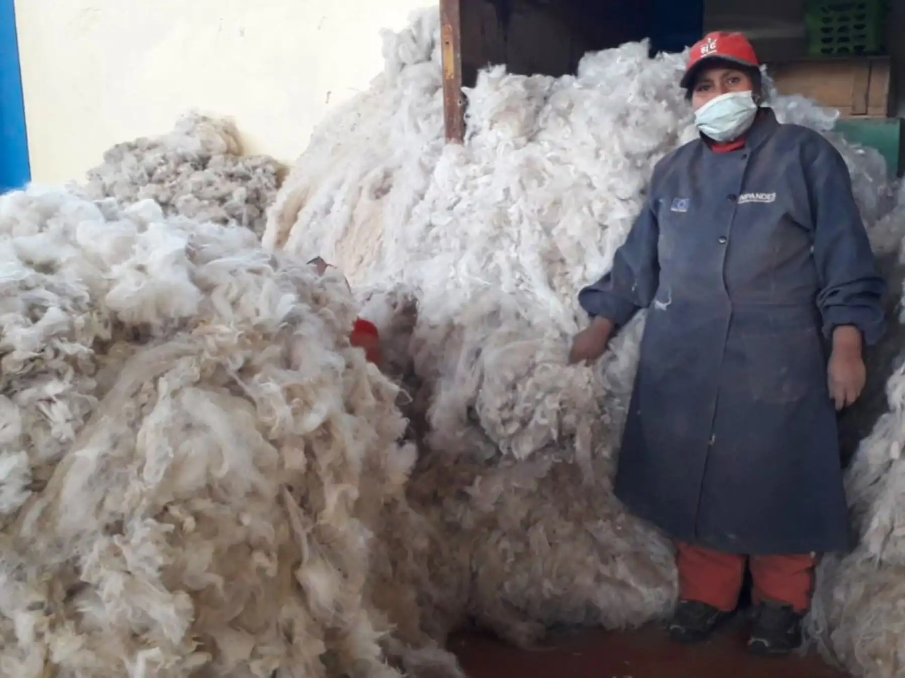 El programa Sierra y Selva Exportadora del Midagri impulsa el sector alpaquero de Puno y busca dar un mayor valor agregado al producto con la inclusión del proceso de clasificación de la fibra de alpaca. ANDINA/Difusión