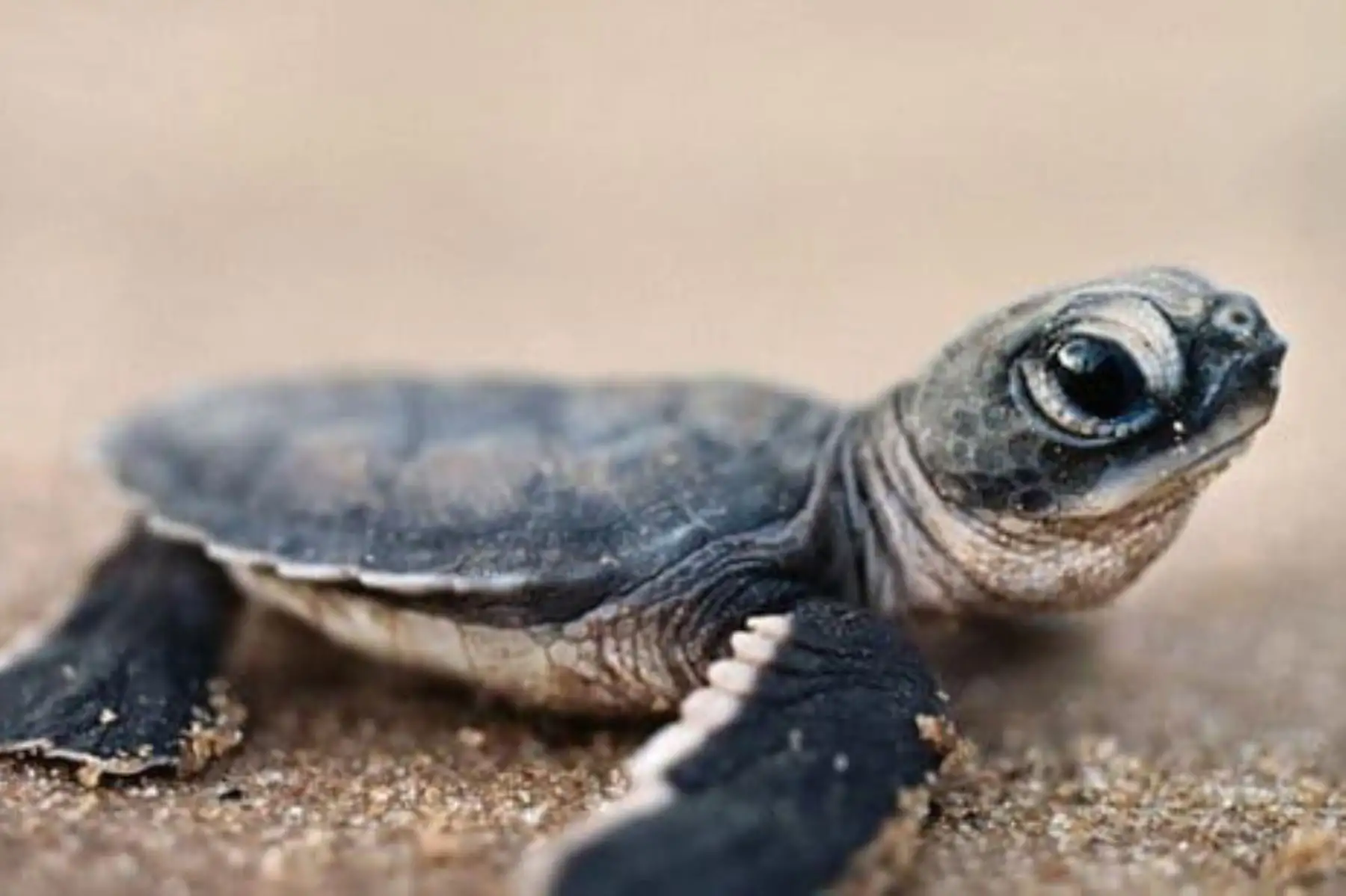 Esta especie -que habita en aguas templadas tropicales, subtropicales y subárticas de los océanos Atlántico, Pacífico e Indico- ha anidado en costas ecuatorianas en el pasado. Foto: Internet